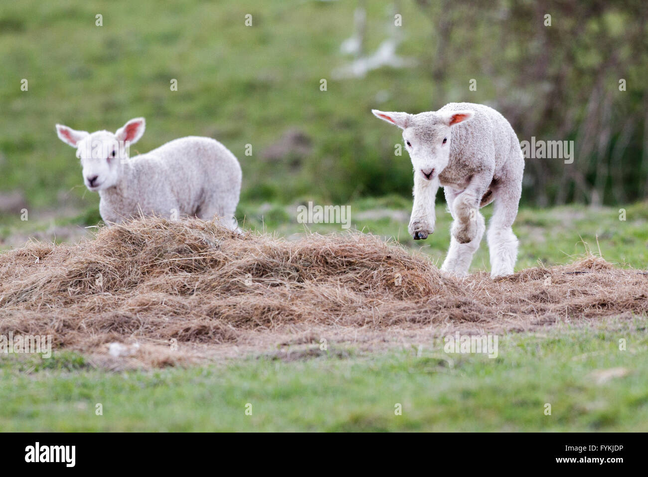 I livelli di Pevensey, Regno Unito. Il 27 aprile 2016. Meteo REGNO UNITO: Primavera agnelli gioca su una fredda mattina sui livelli di Pevensey,East Sussex,UK Credit: Ed Brown/Alamy Live News Foto Stock