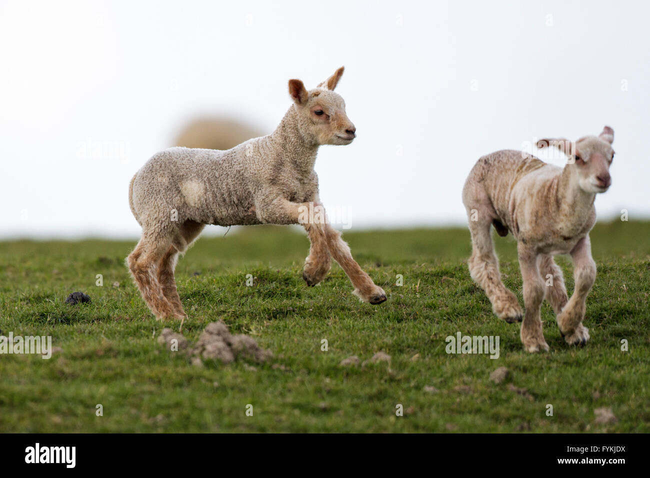 I livelli di Pevensey, Regno Unito. Il 27 aprile 2016. Meteo REGNO UNITO: Primavera agnelli gioca su una fredda mattina sui livelli di Pevensey,East Sussex,UK Credit: Ed Brown/Alamy Live News Foto Stock