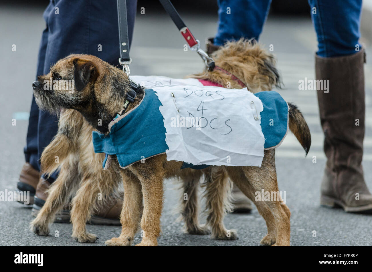 Tooting, Londra, Regno Unito. 27 apr, 2016. I medici lo stadio a pieno 48 ore di sciopero per protestare contro il progetto di Governo di contratti su 26 Maggio al 27th. Nella foto: medici presso il St George's Hospital, Tooting, Londra Credito: © Michael Gibson/Alamy Live News Foto Stock