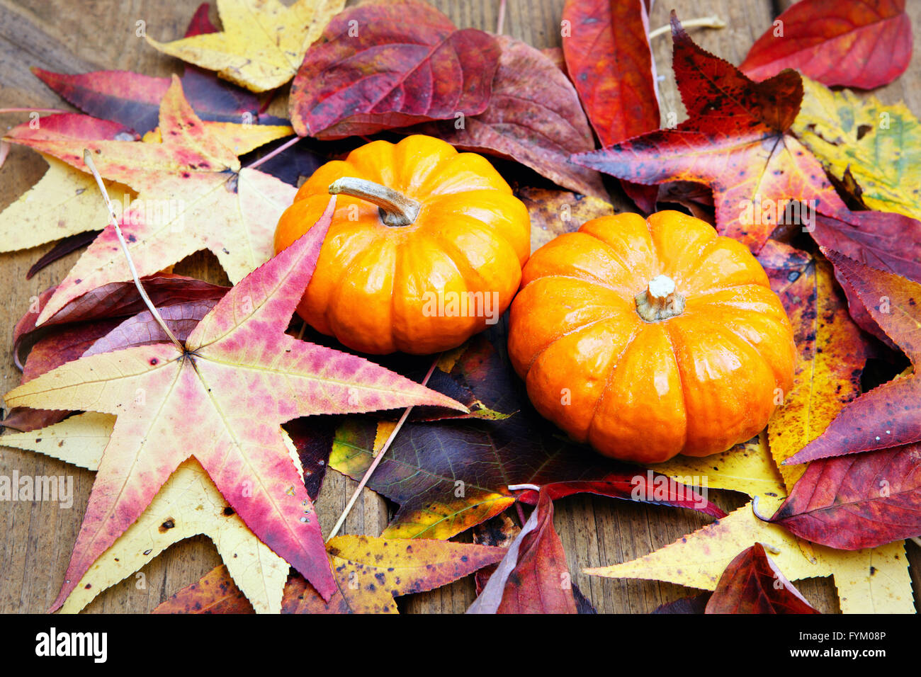 Zucca di Halloween sulla colorata Foglie di autunno Foto Stock