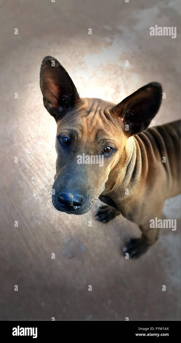 Di medie dimensioni di razza mista brown Stray dog Foto Stock