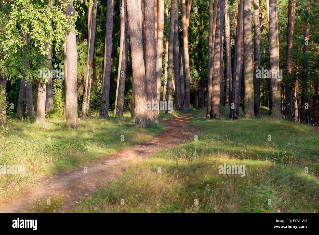 Sentiero nel bosco in una pineta immagini e fotografie stock ad alta ...