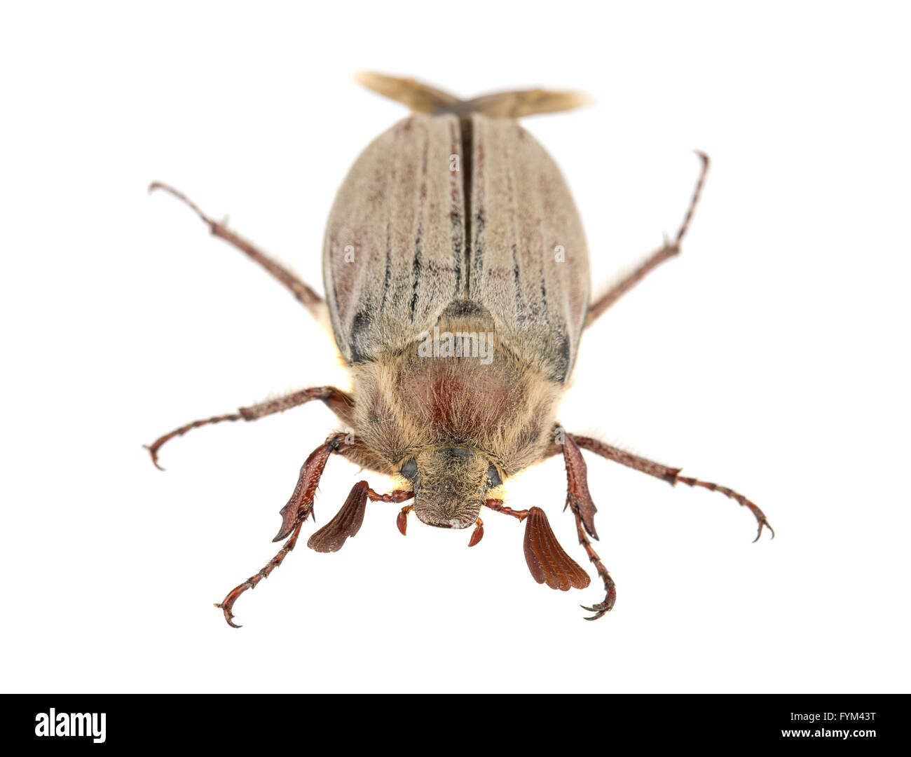 Chafer marrone Foto Stock