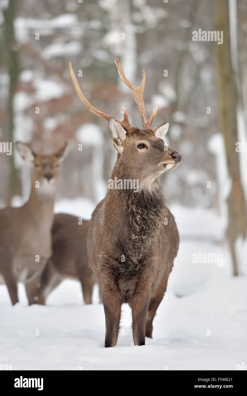 Giovane cervo nella foresta di inverno Foto Stock