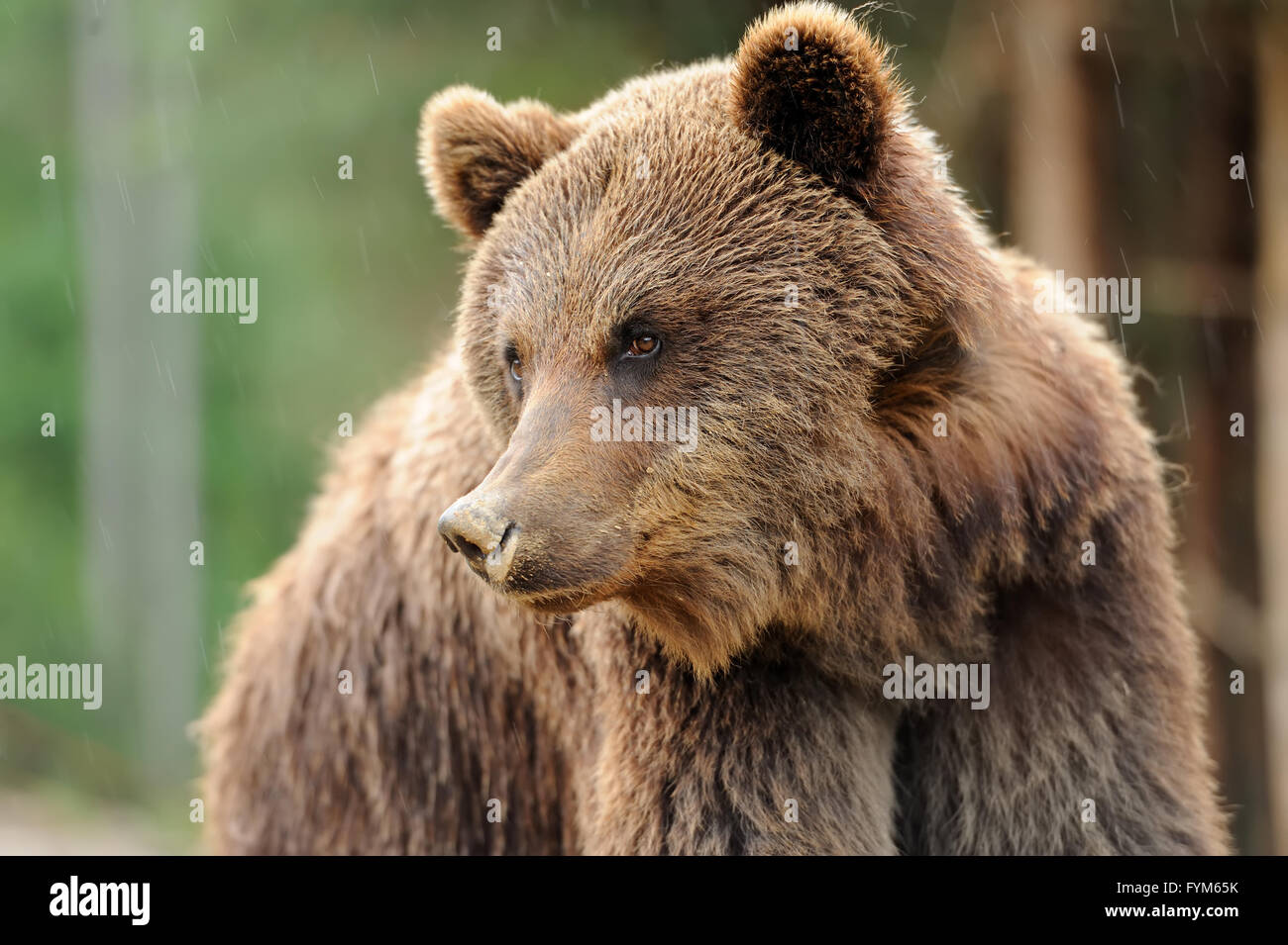 Orso bruno in foresta dopo la pioggia Foto Stock