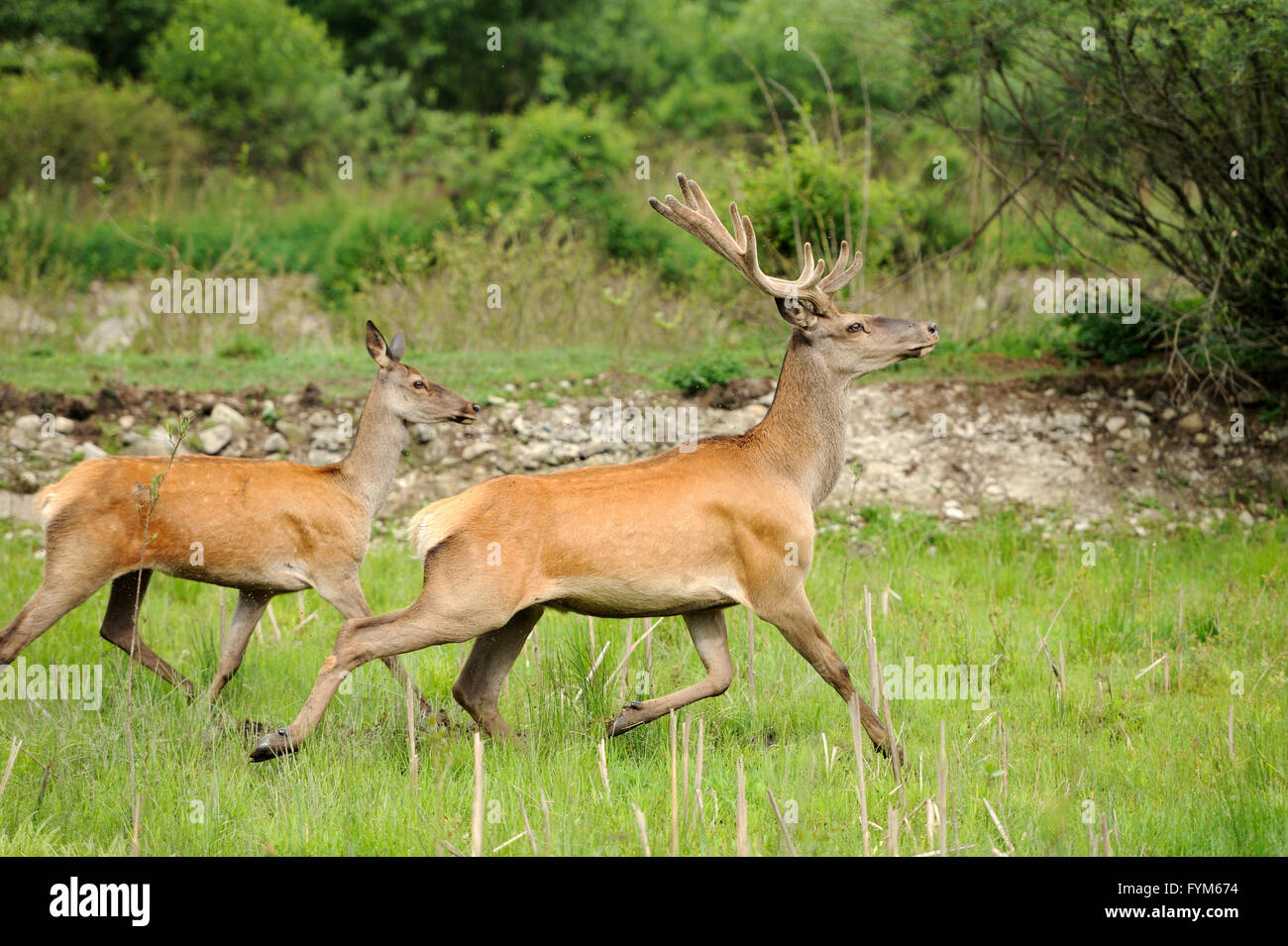 Altai cervi nel loro habitat naturale Foto Stock