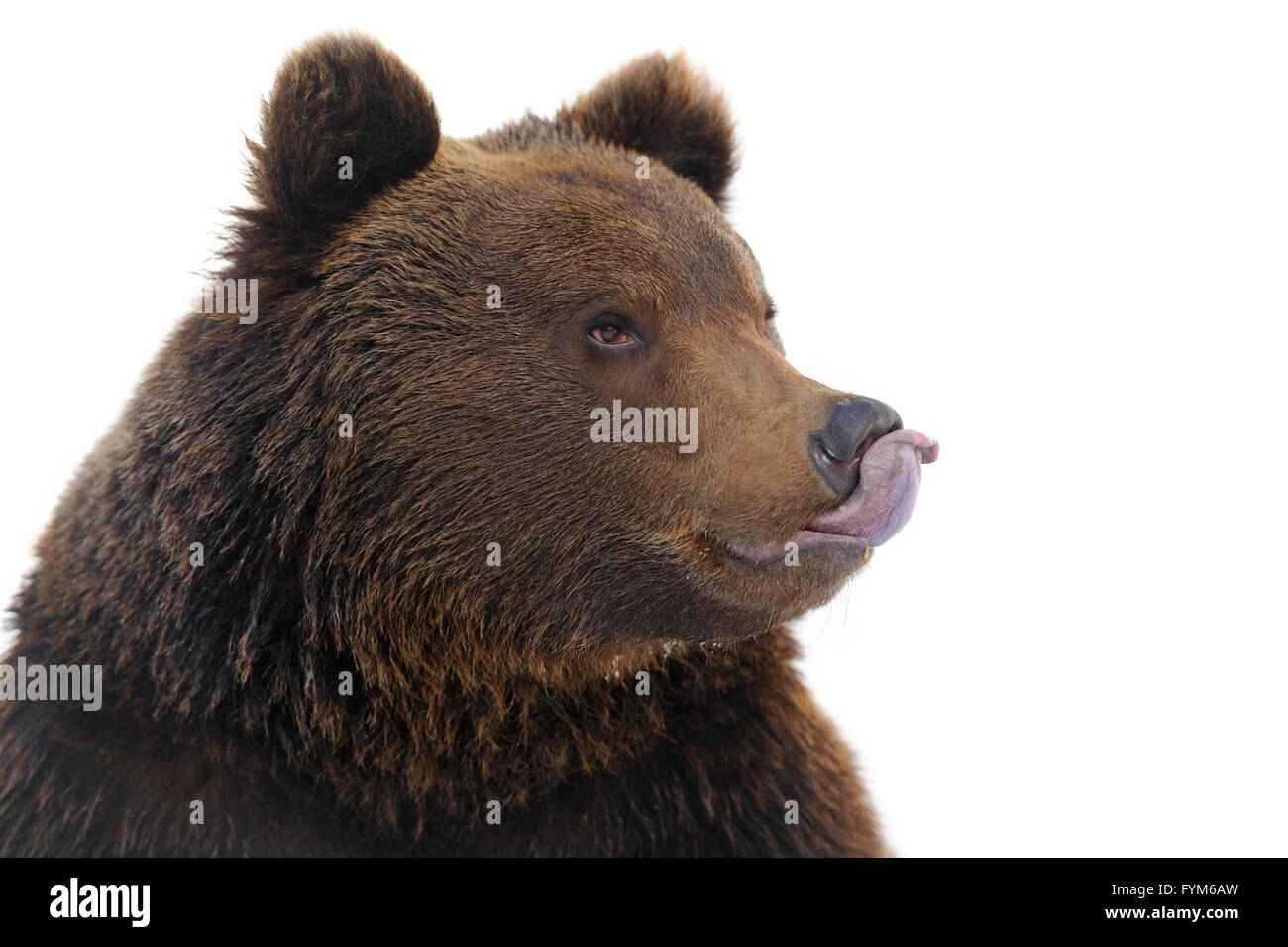 Recare nella foresta di inverno Foto Stock