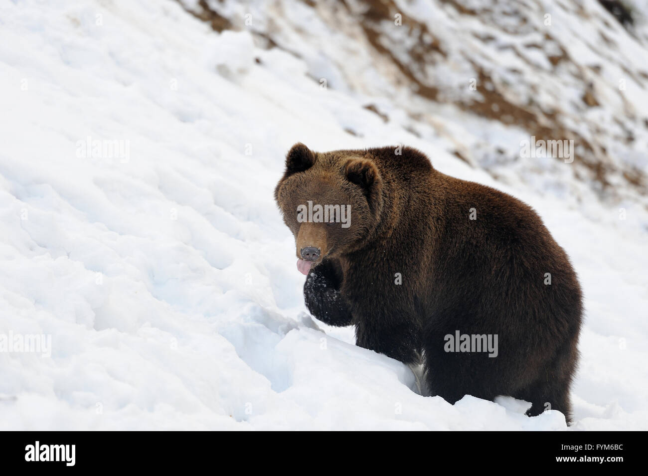 Recare nella foresta di inverno Foto Stock