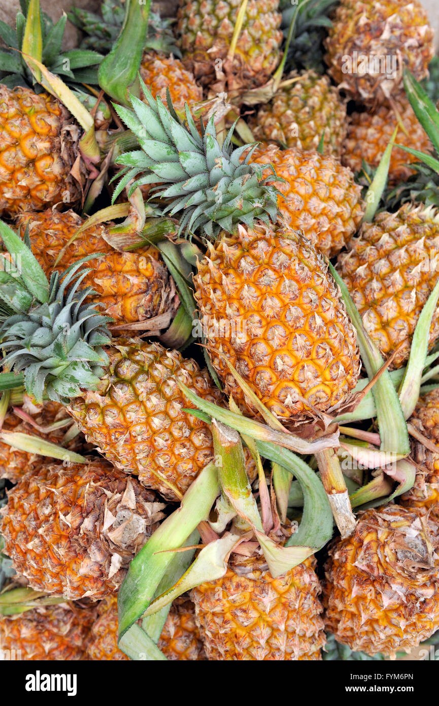 Molte ananas frutta sfondo Foto Stock