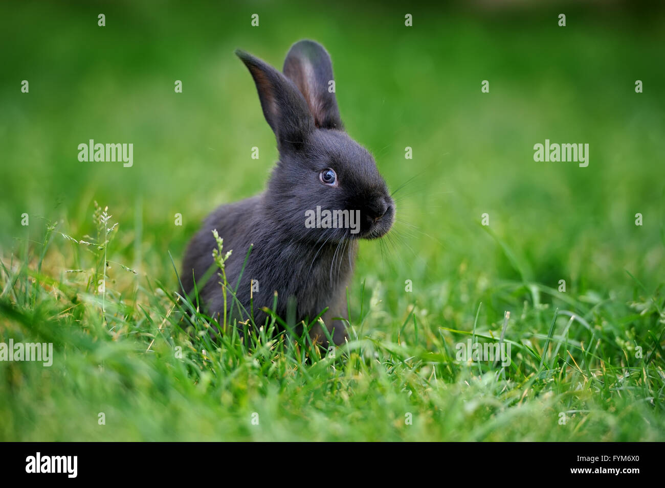 Piccolo coniglio su erba verde nel giorno di estate Foto Stock