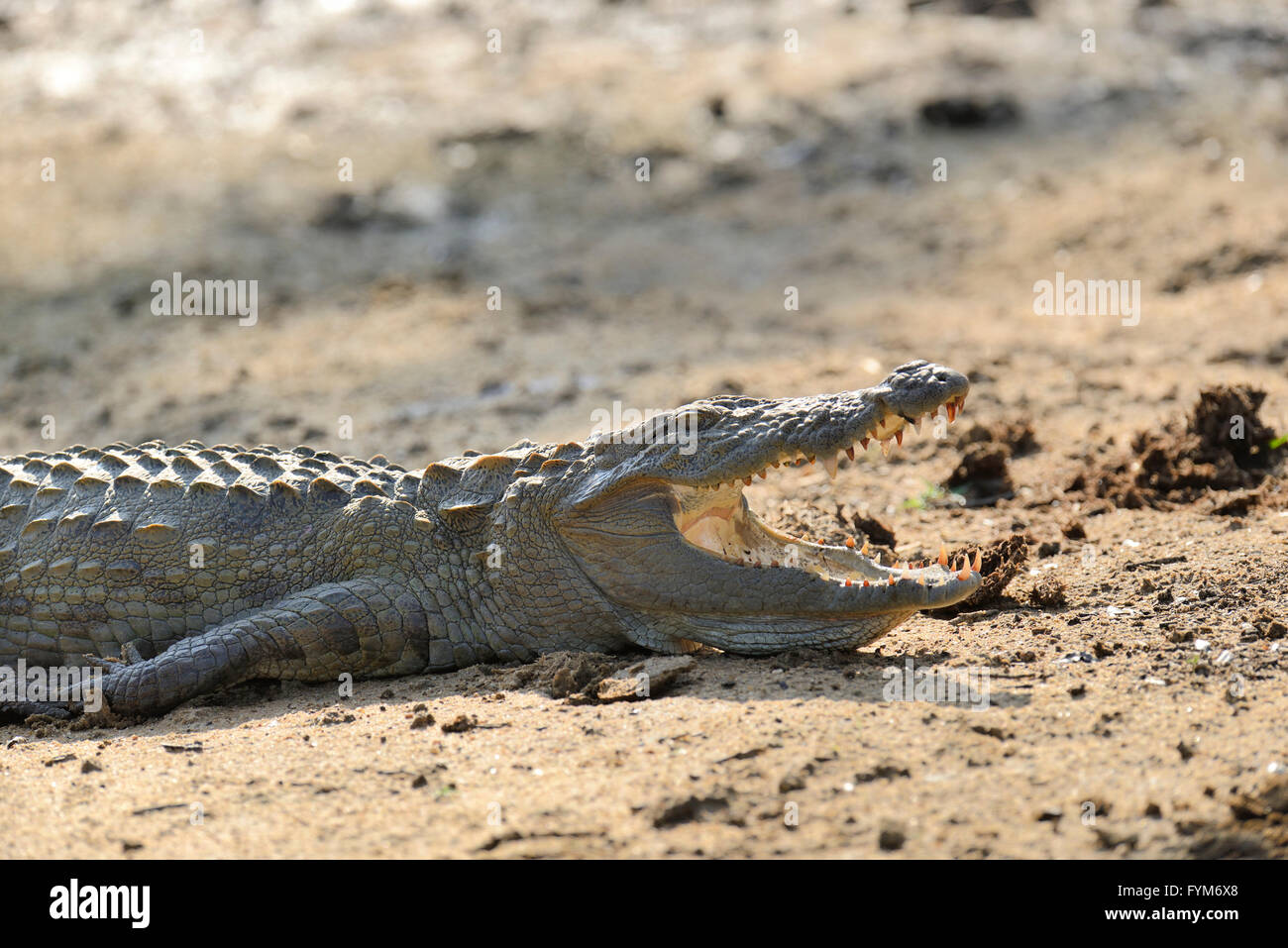Grande coccodrillo, Parco Nazionale, Sri Lanka isola Foto Stock
