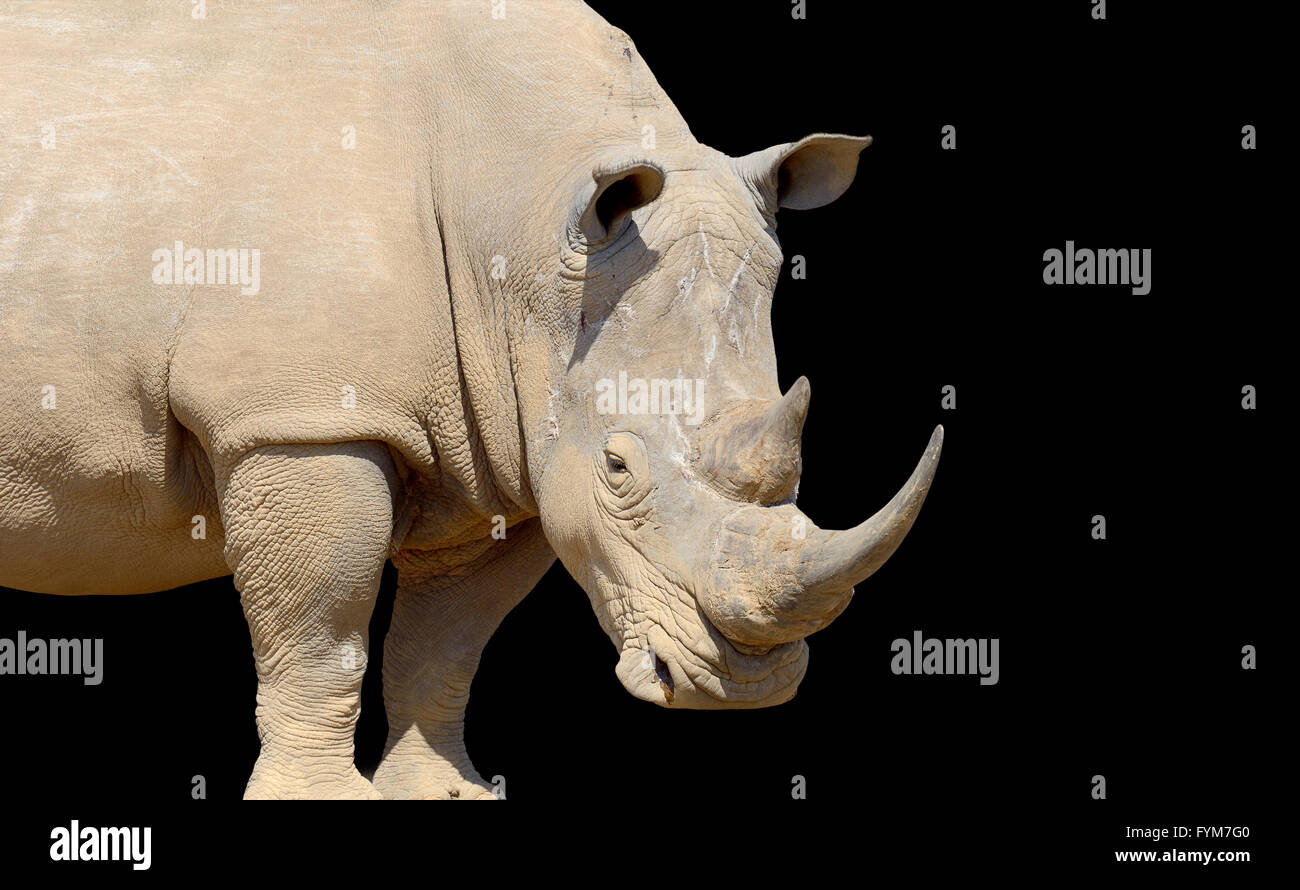 African rinoceronte bianco su sfondo scuro, il parco nazionale del Kenya Foto Stock