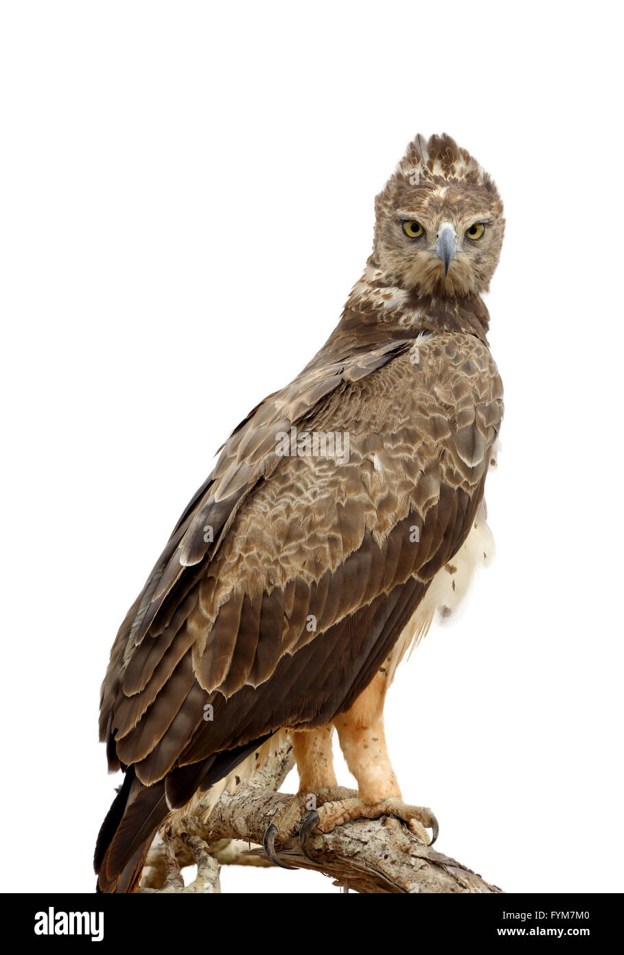 Bruno eagle (Aquila rapax) seduto su un albero di diramazione isolaterd su sfondo bianco Foto Stock