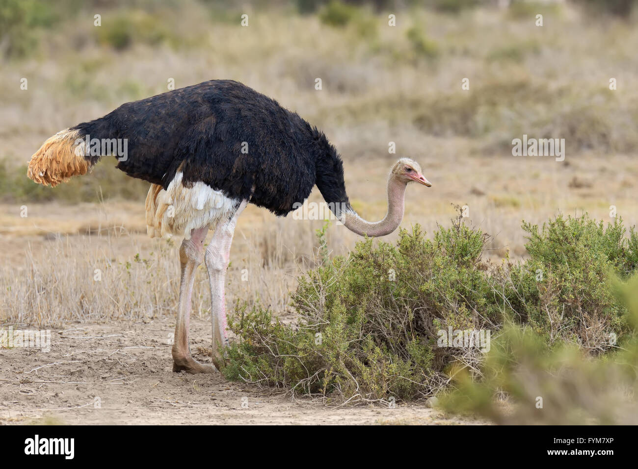 Maschio dello struzzo africano (Struthio camelus) nella riserva nazionale parco del Kenya Foto Stock