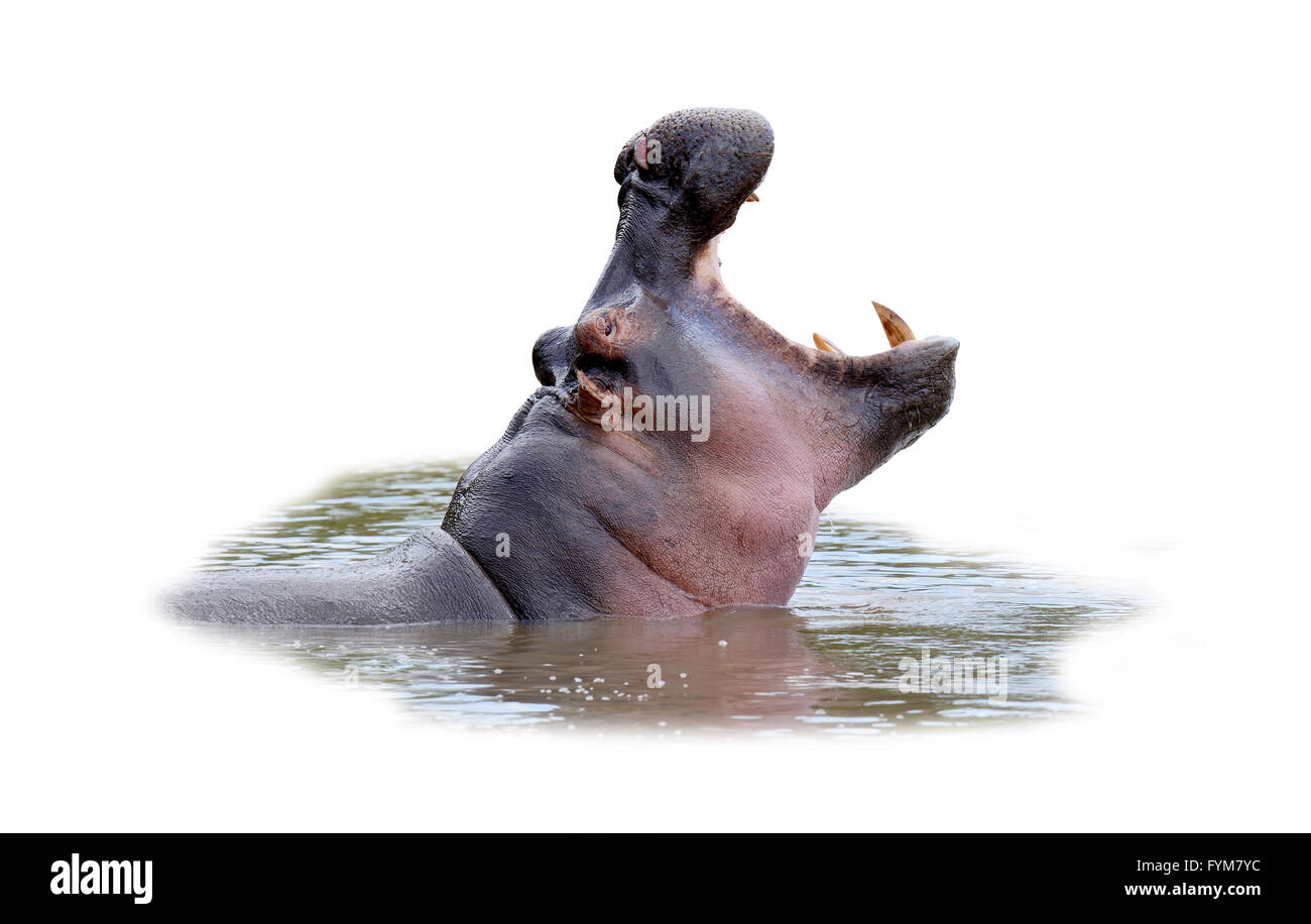 Hippo in acqua, Africa. Hippo su sfondo bianco Foto Stock