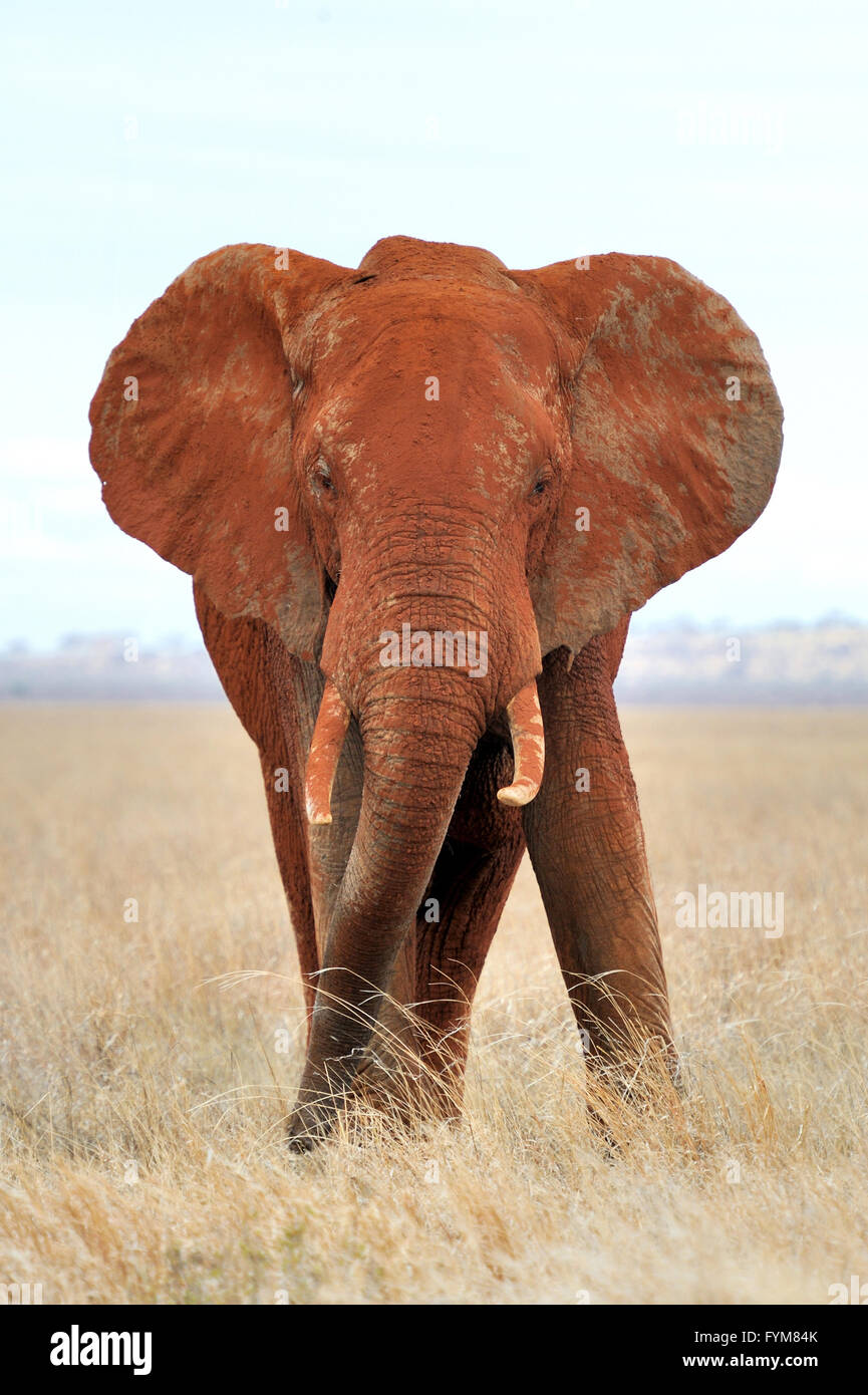 Elefante nel parco nazionale del Kenya, Africa Foto Stock
