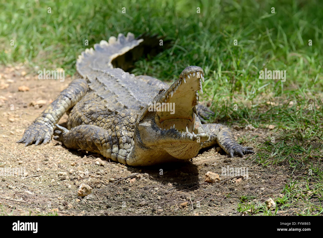 Grande coccodrillo nel parco nazionale del Kenya, Africa Foto Stock