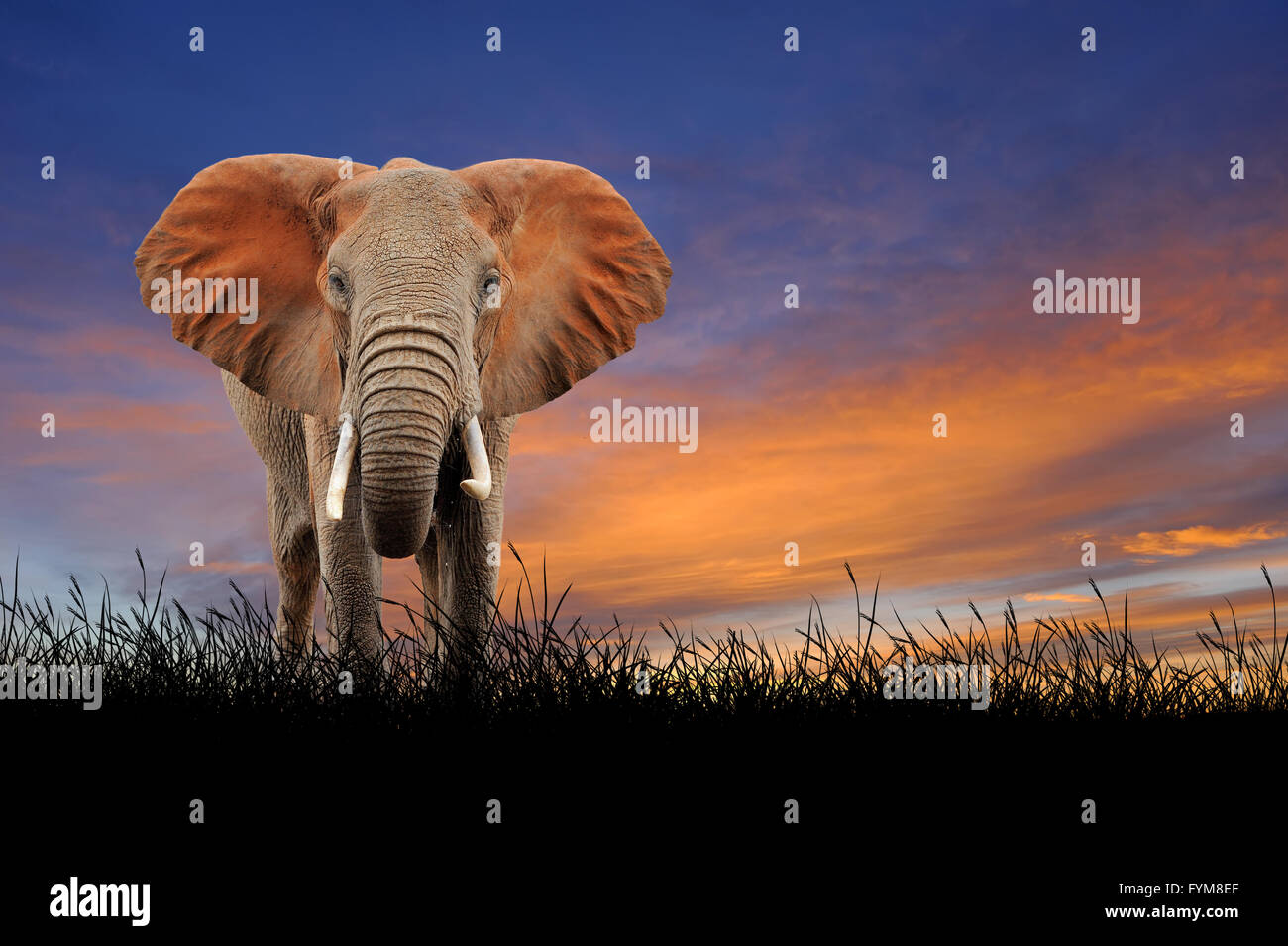 Elephant contro lo sfondo del Cielo di tramonto Foto Stock