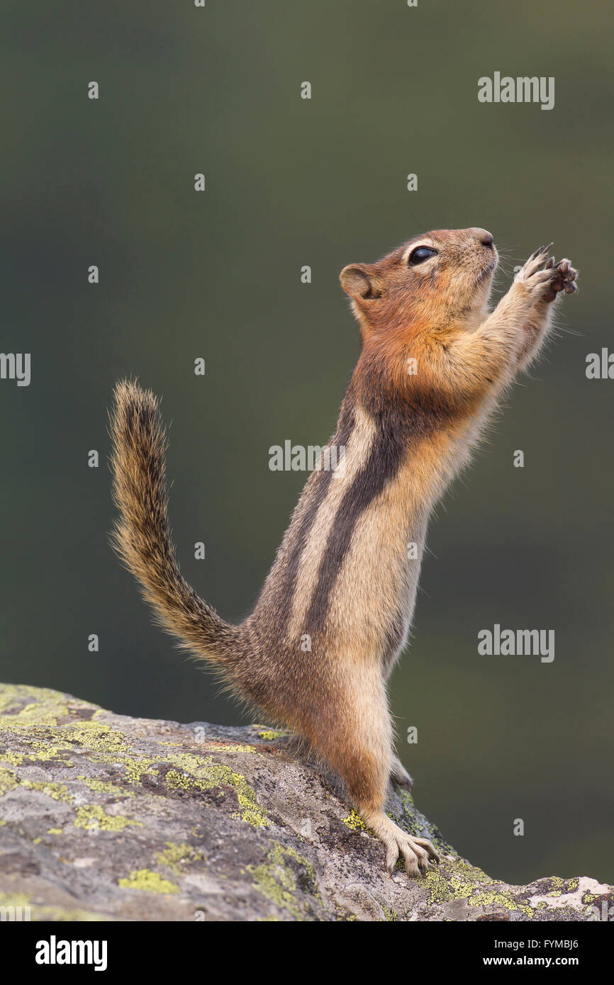 Golden -Mantled scoiattolo (Spermophilus lateralis, Citellus lateralis) adulto stiramento sulla roccia a Waterton Lakes Nationalpark, Alberta, Canada Foto Stock