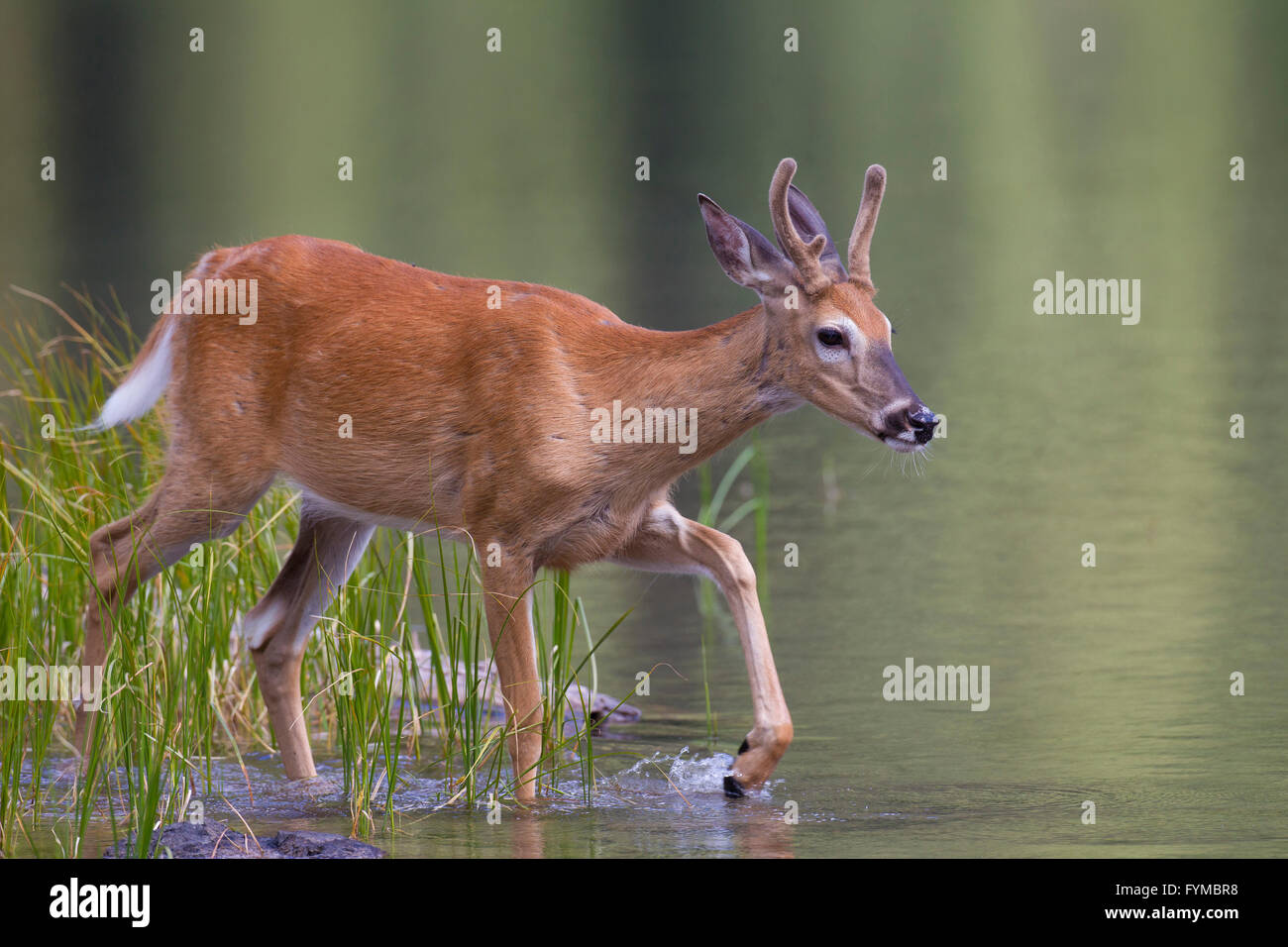 Culbianco Deer (Odocoulus virginianus), giovane maschio sulla riva di un lago, Waterton Lakes Nationalpark, Alberta, Canada Foto Stock
