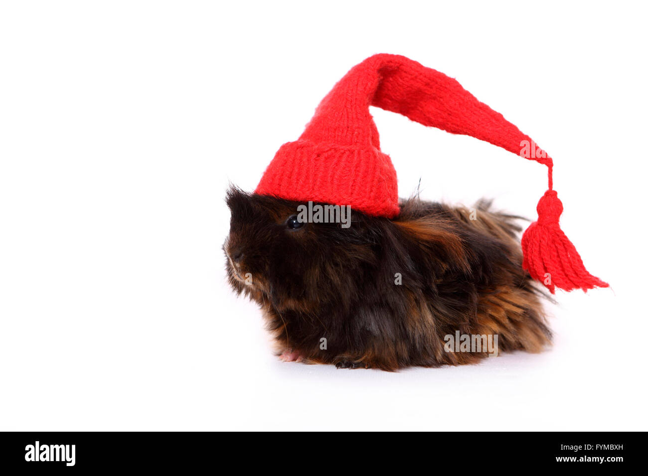 Con i capelli lunghi Cavia indossando rosso cappuccio appuntito. Studio Immagine contro uno sfondo bianco. Germania Foto Stock