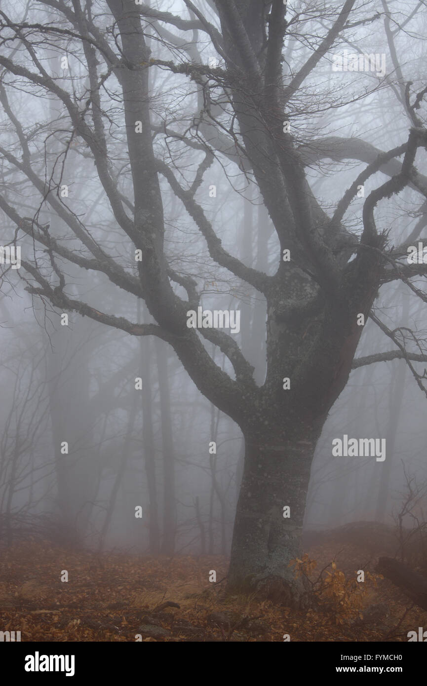 Foresta di autunno a foggy meteo Foto Stock