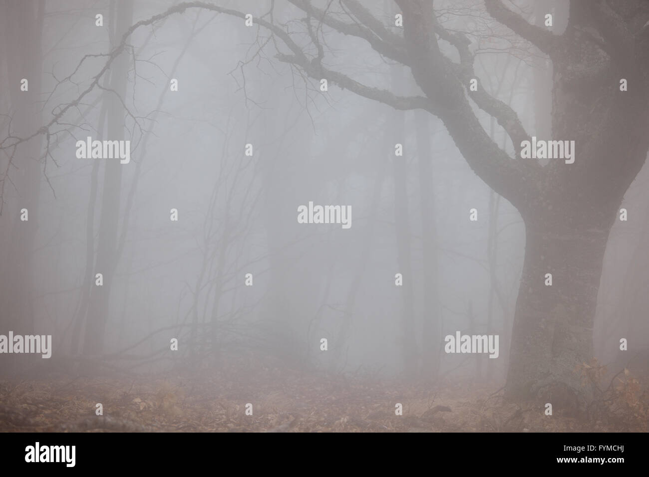 Foresta di autunno a foggy meteo Foto Stock