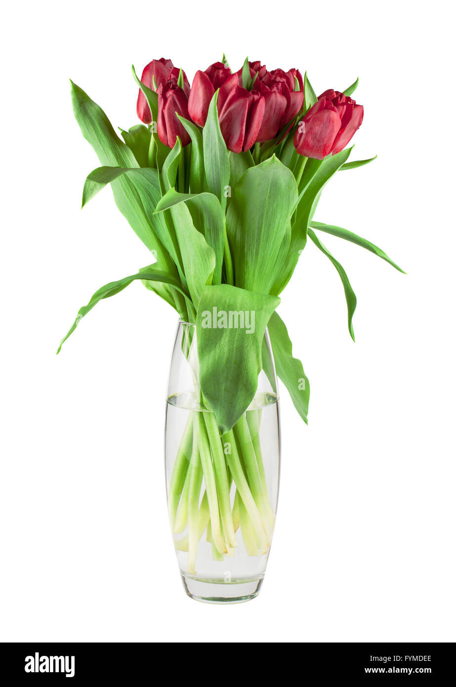 Bouquet di tulipani rossi Foto Stock