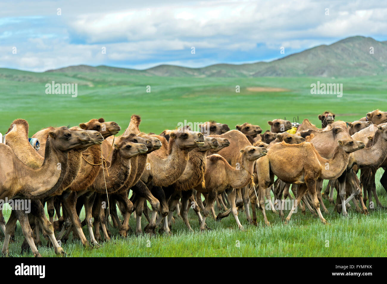 Allevamento di cammelli Bactrian (Camelus bactrianus) roaming nella steppa Mongola, Mongolia Foto Stock