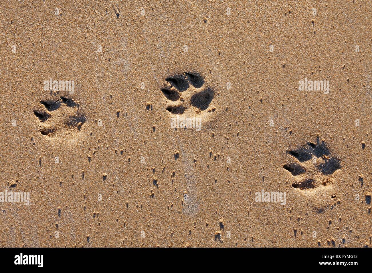 Orme di animali nella sabbia Foto Stock