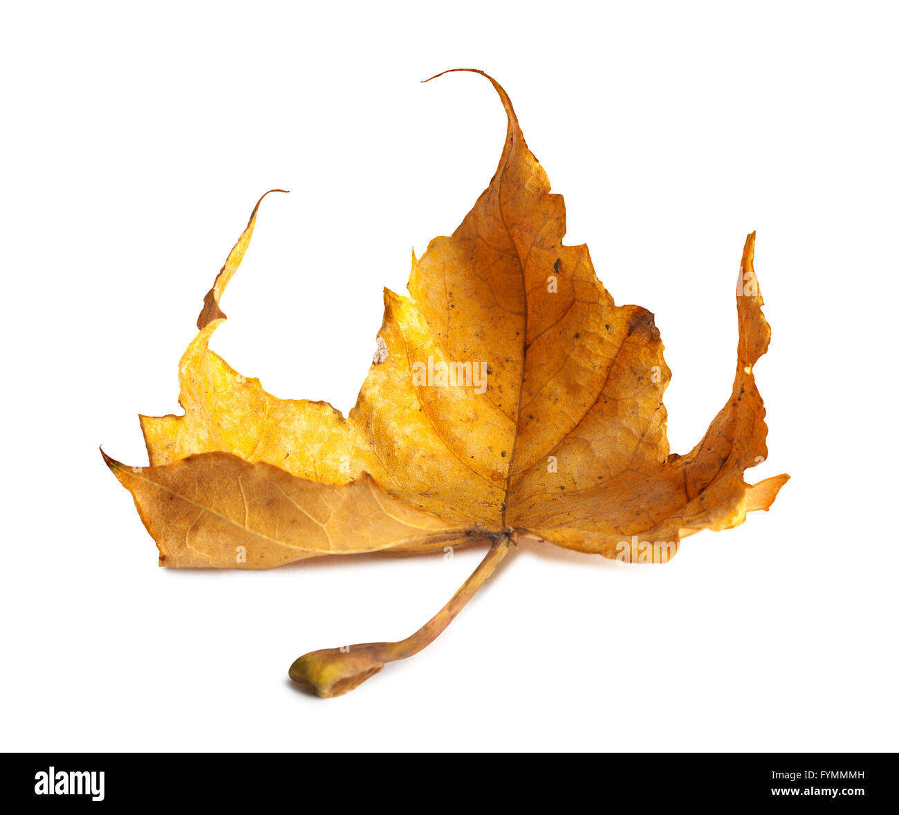 Arancio brillante maple leaf su sfondo bianco Foto Stock