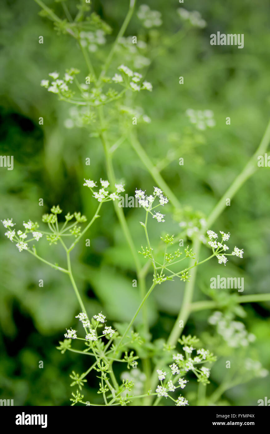 Conium maculatum Foto Stock