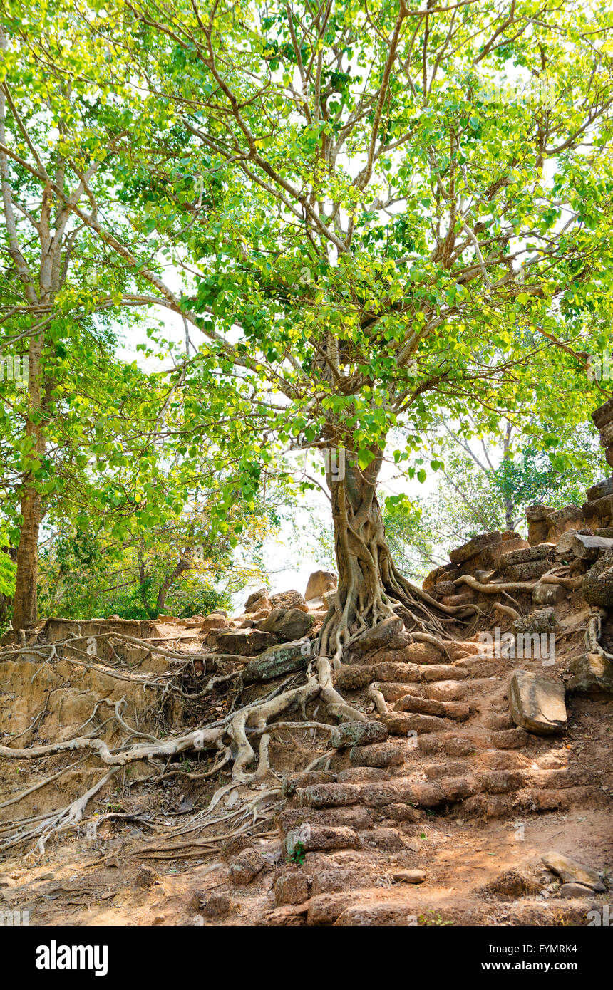 Indian banyan a Angkor rovine Foto Stock