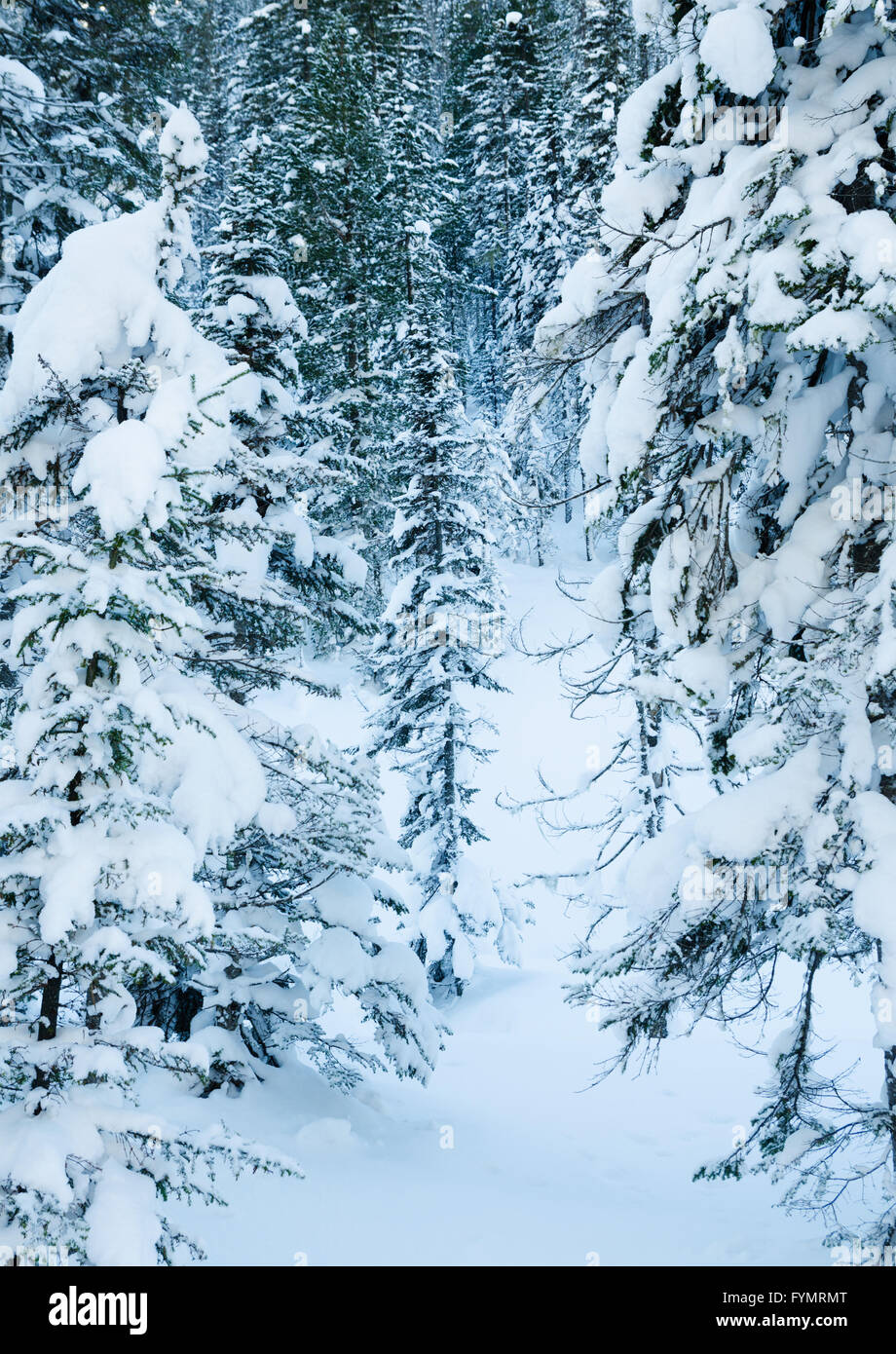 In inverno la neve foresta placcati Foto Stock