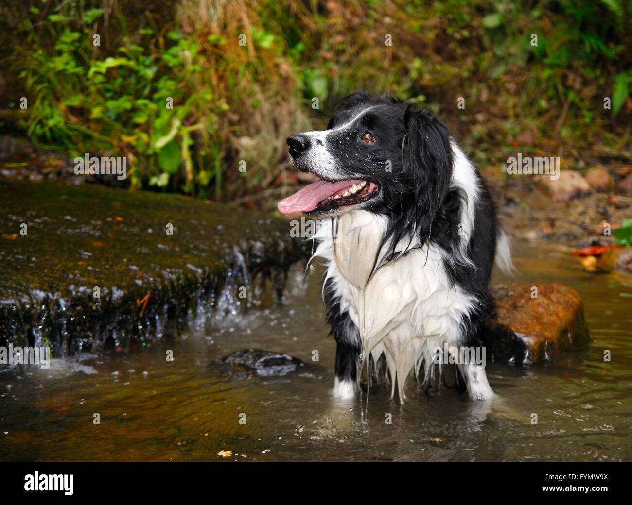 In bianco e nero il cane in piedi in un fiume Foto Stock