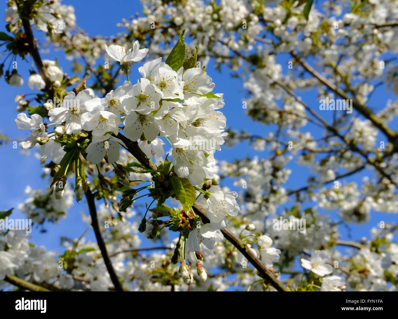 Fioritura dei ciliegi in primavera vista in un frutteto selvaggio contro un cielo azzurro quasi limpido. Foto Stock