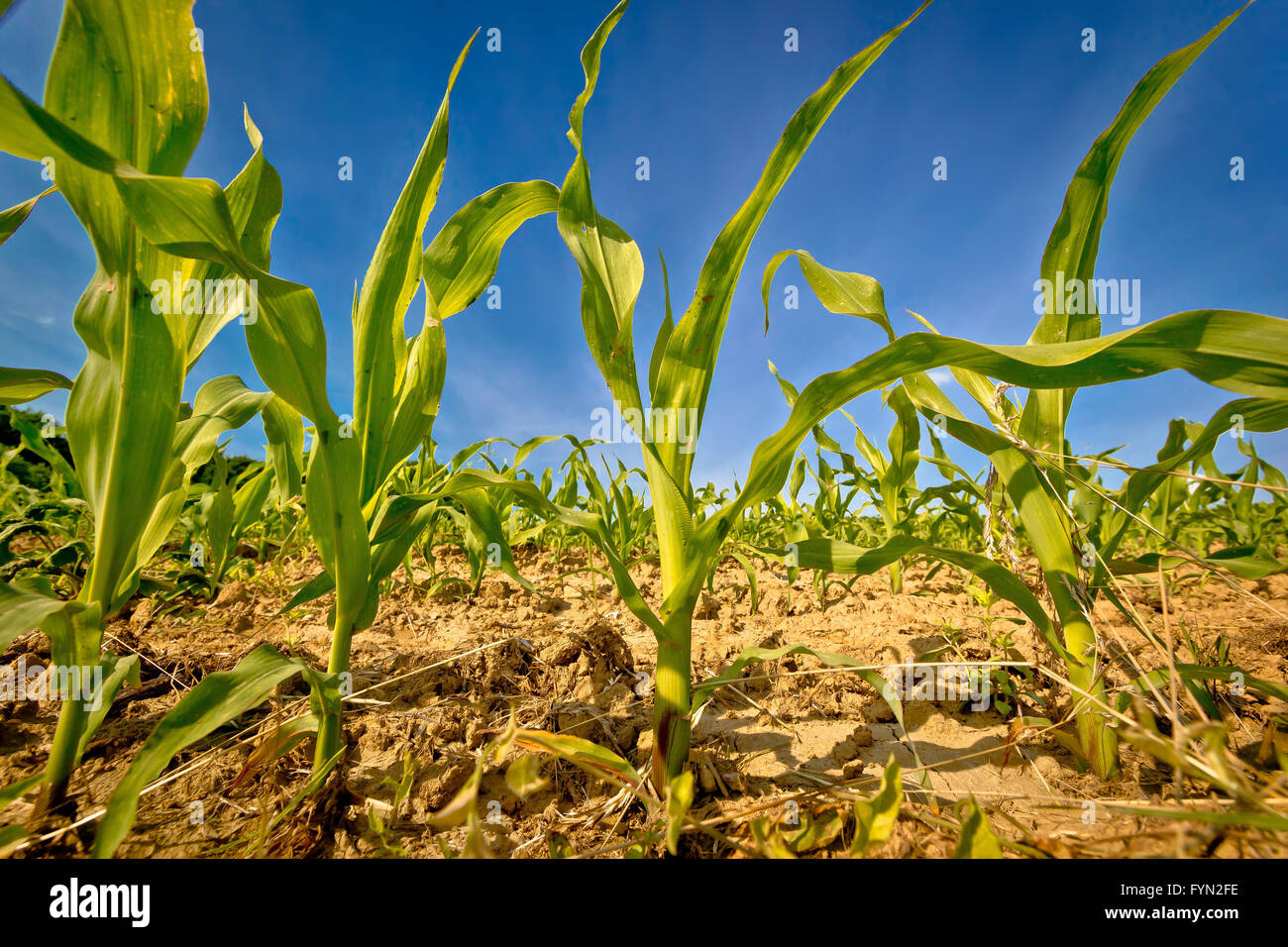 Giovani campo di mais ritaglio Foto Stock