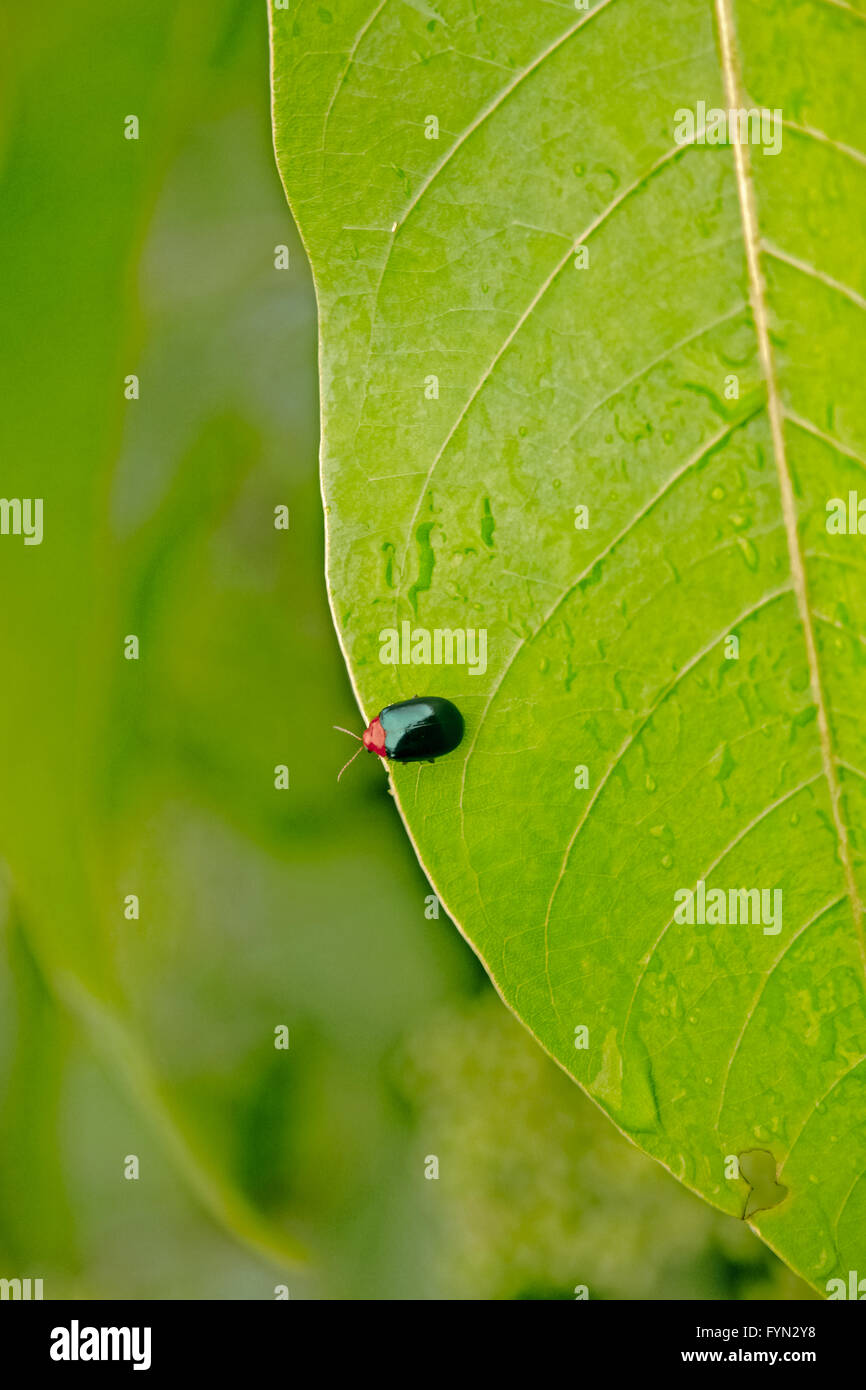 Coccinella asiatica beetle Foto Stock