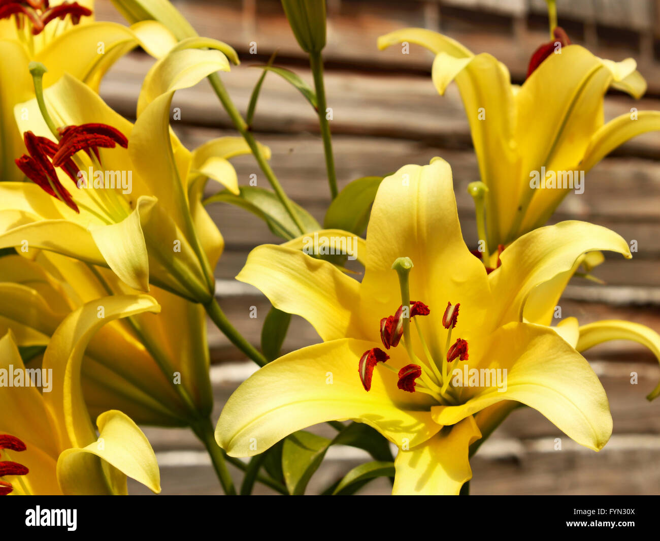 Gigli gialli contro la parete in legno Foto Stock