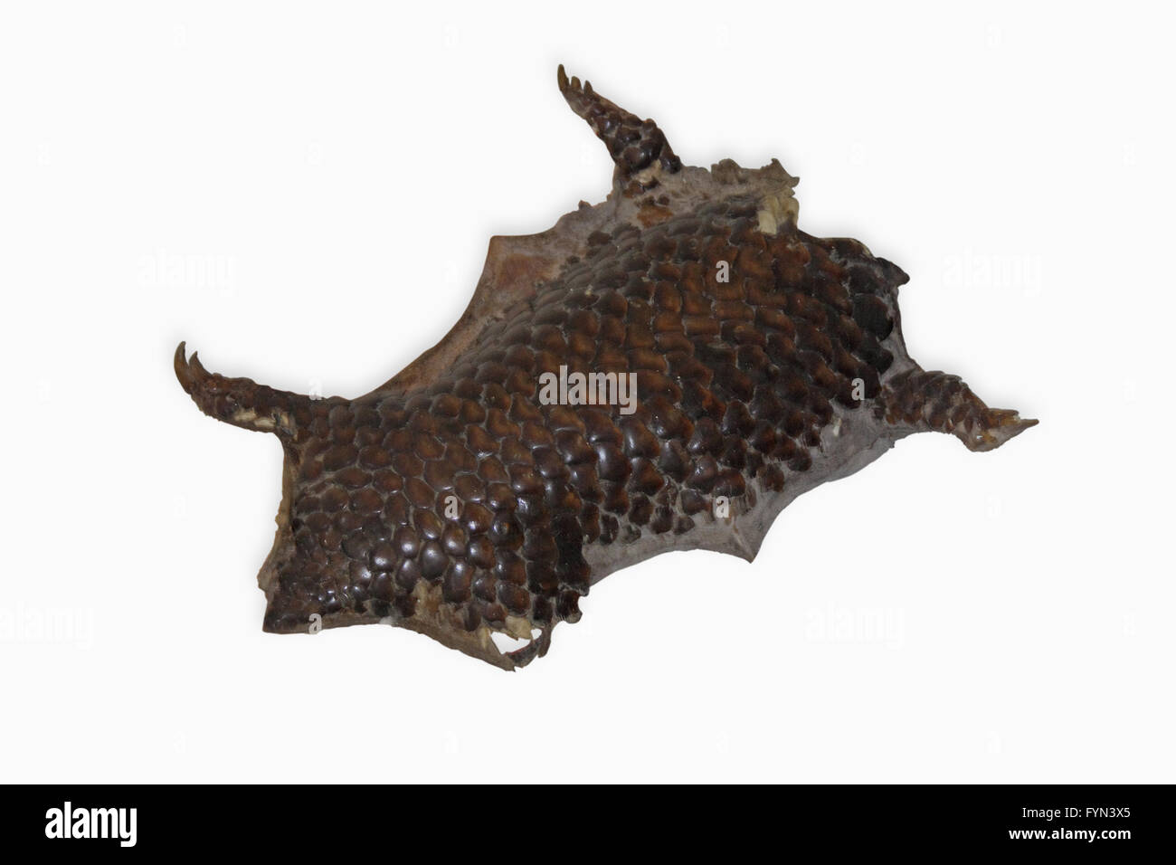 Pelle squamosa di Pangolin cinese Foto Stock