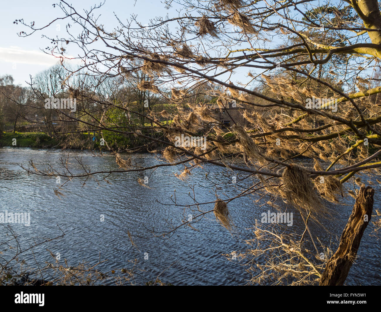 La vegetazione a sinistra dietro dopo le inondazioni del fiume Lune Foto Stock