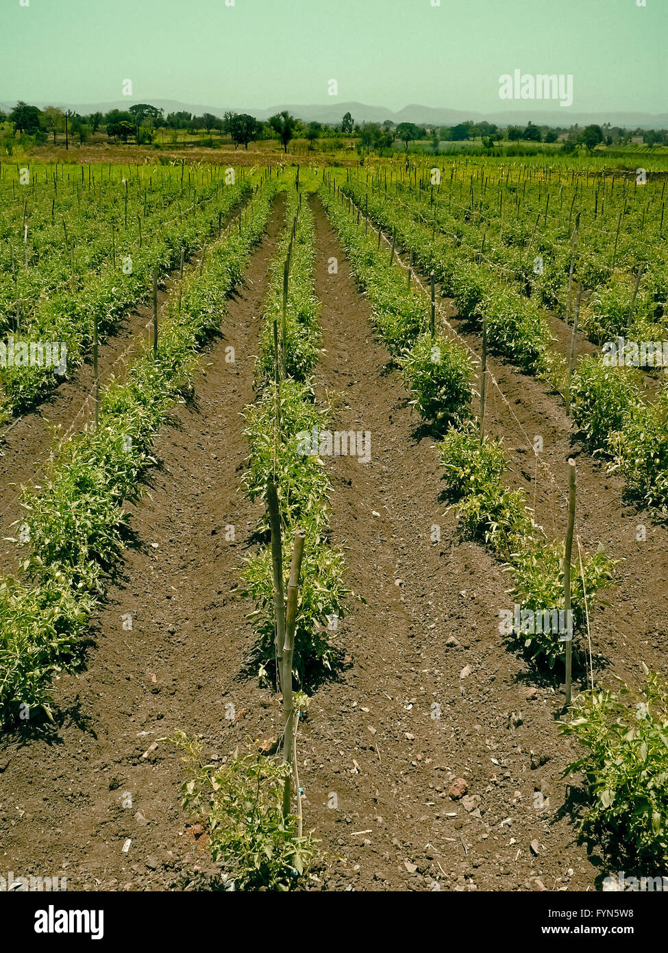 Campo di piante di pomodoro Foto Stock