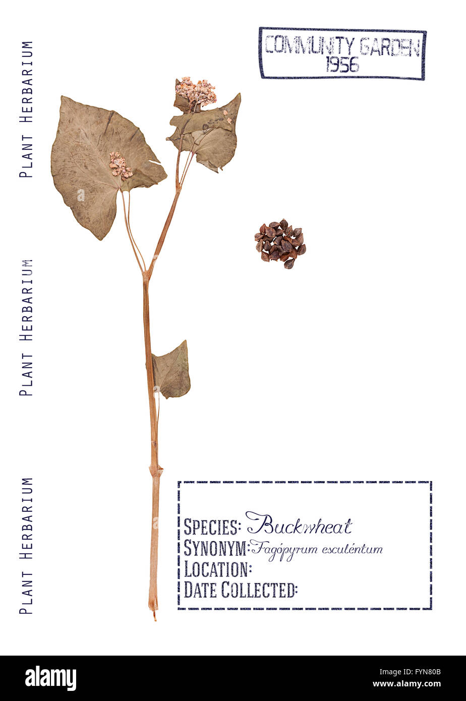Erbario premuto parti di piante di grano saraceno. Foglie, fusto, fiore e semi isolato su bianco Foto Stock