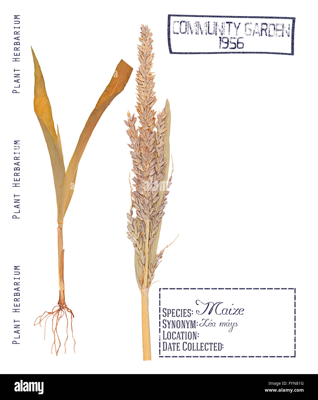 Erbario di premuto parti di pianta di mais. Foglie, fusto, radice e infiorescenza di mais isolato su bianco Foto Stock