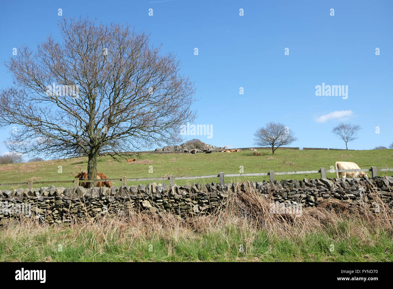 Dalle lunghe corna di bovini a Beacon Hill Country Park leicestershire Foto Stock