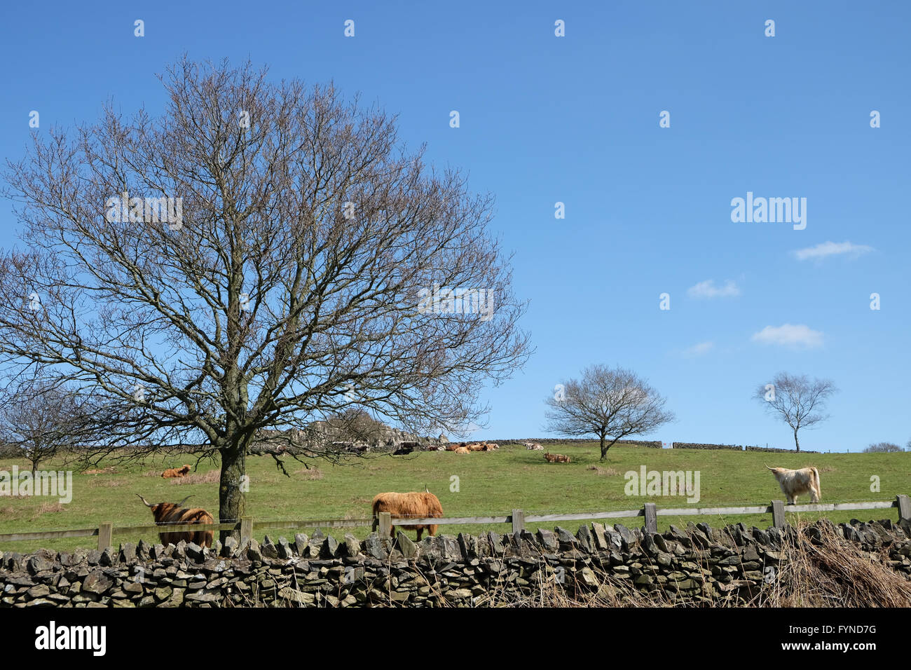 Dalle lunghe corna di bovini a Beacon Hill Country Park leicestershire Foto Stock