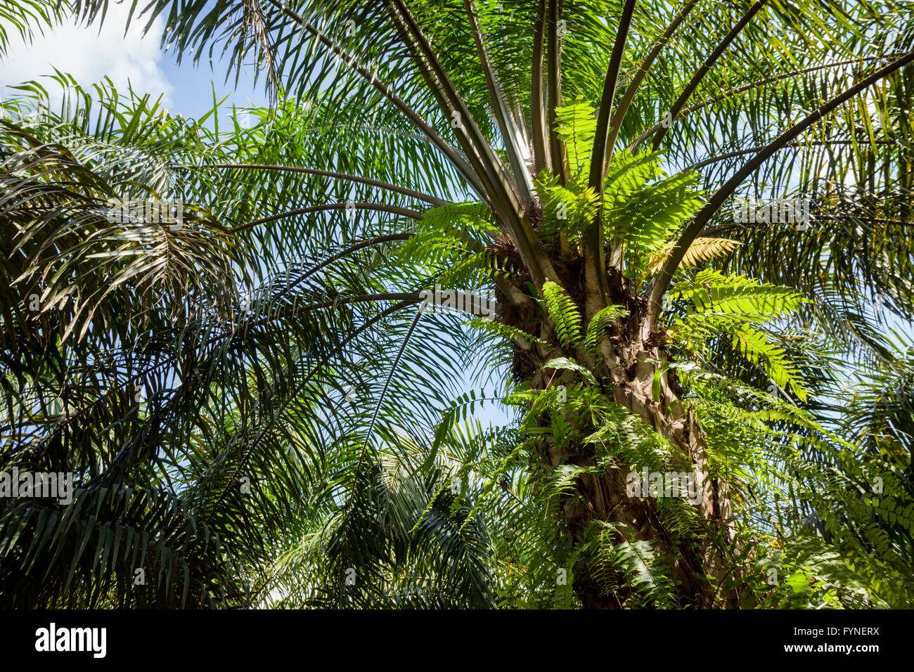 Planation della palma da olio (Elacis guineensis). rurale a nord di Sabah, Malesia Borneo Foto Stock