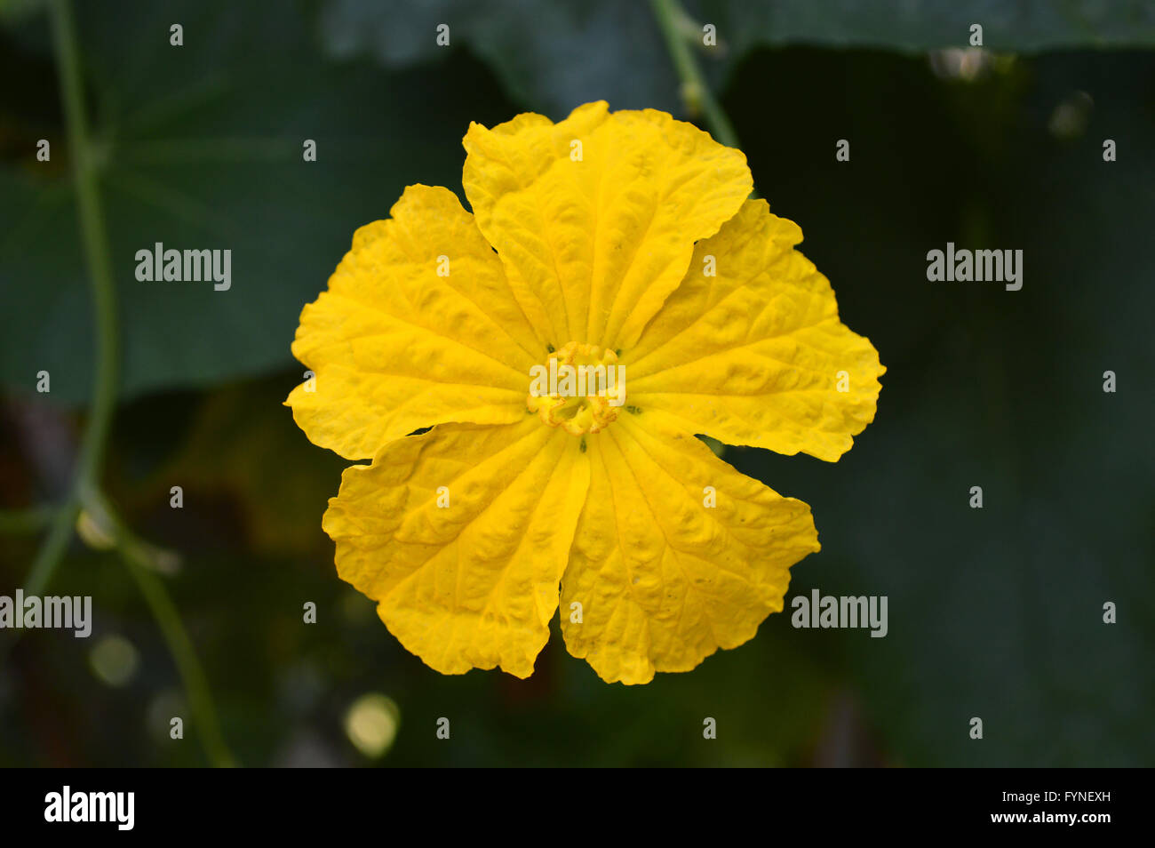 La Luffa fiore, la Luffa sp., famiglia delle cucurbitacee, Centrale della Thailandia Foto Stock