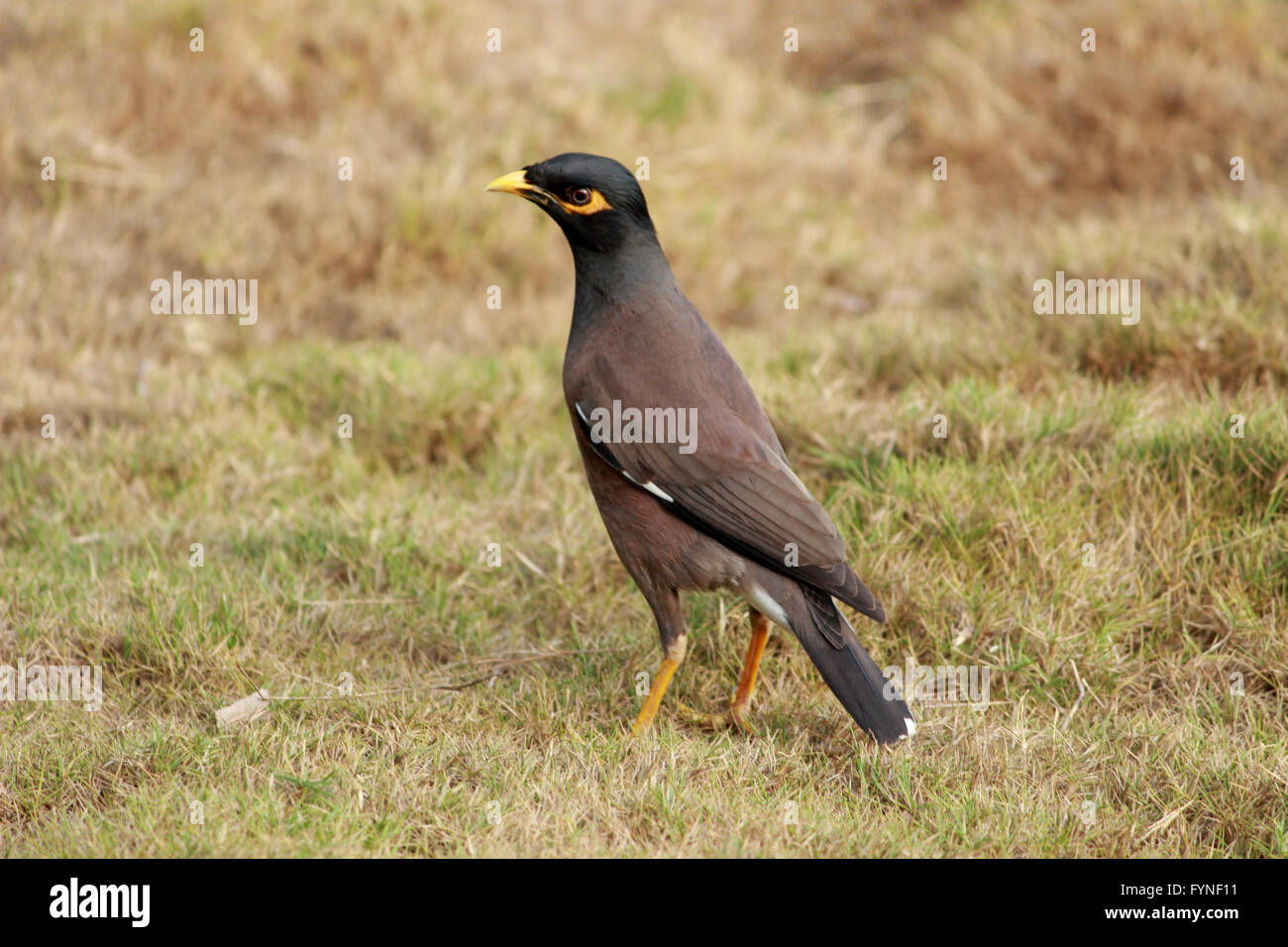 Maina comune Foto Stock