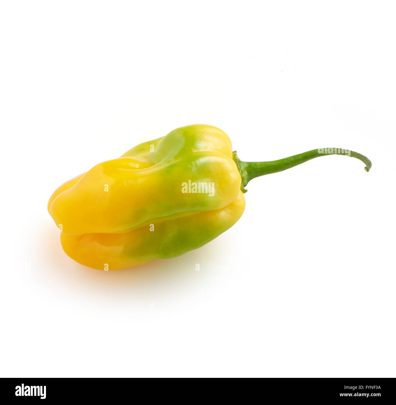 Fresco e gustoso giallo peperoncino habanero con macchie di verde su un backround bianco Foto Stock
